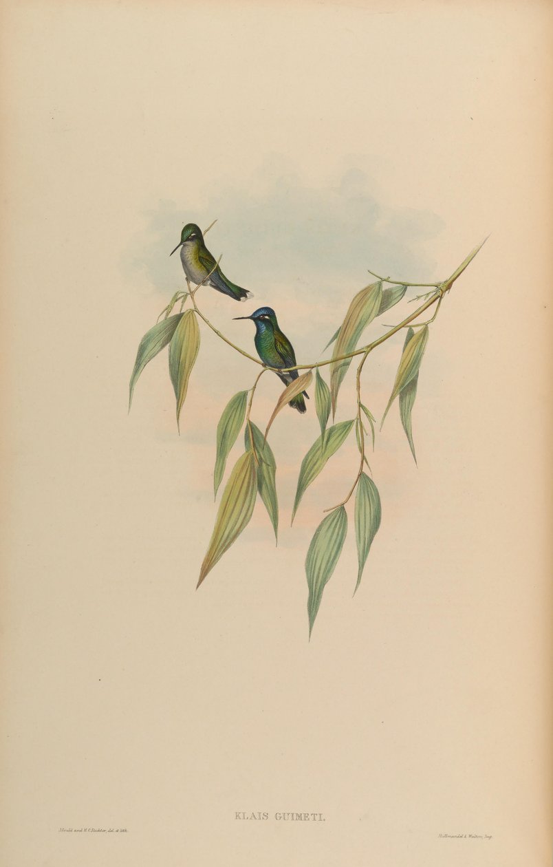 Clais lieimeti od John Gould