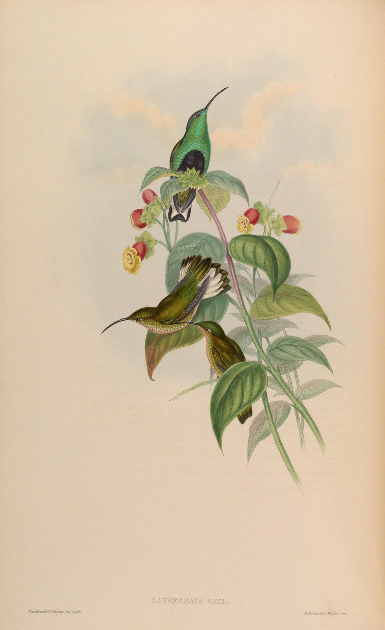 Lafresnaya gayi = Lafresnaya lafresnayi od John Gould