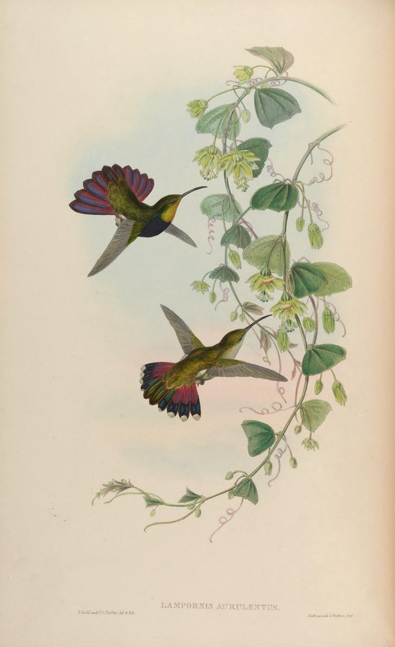 Lampornis aurulentus = pán Anthracothorax od John Gould