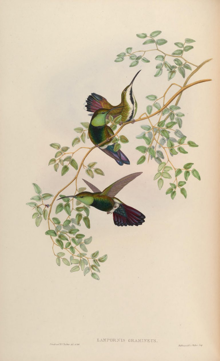 Lampornis gramineus = zelená tráva Anthracothorax od John Gould