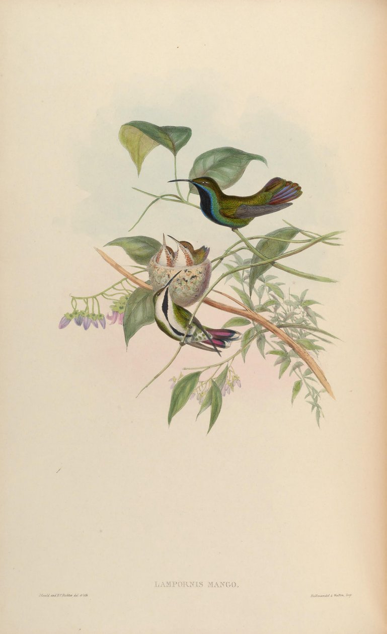 Lampornis mango = Anthracothorax nigricollis nigricollis od John Gould