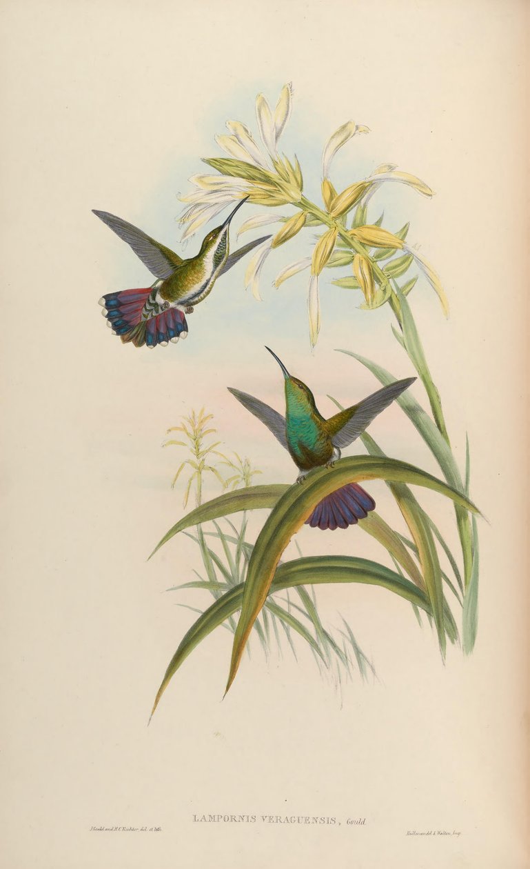Lampornis veraguensis = Anthracothorax veraguensis od John Gould