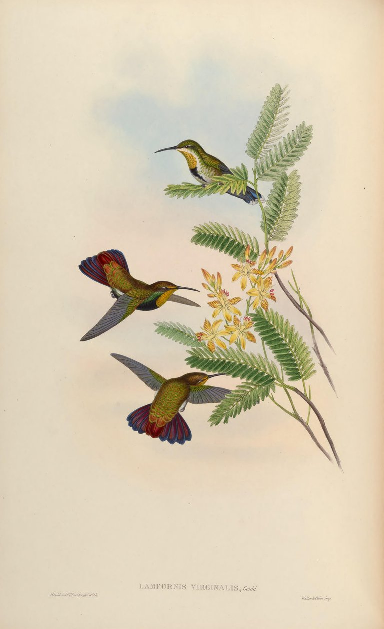 Lampornis virginalis = Anthracothorax dominicus aurulentus od John Gould