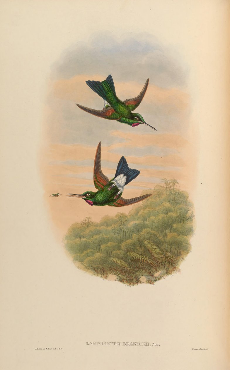 Lampraster branickii = Heliodoxa branickii od John Gould