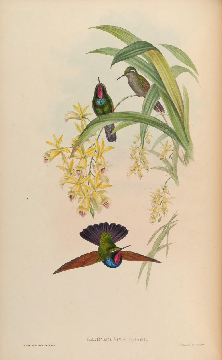 Brilantní výstřih od John Gould