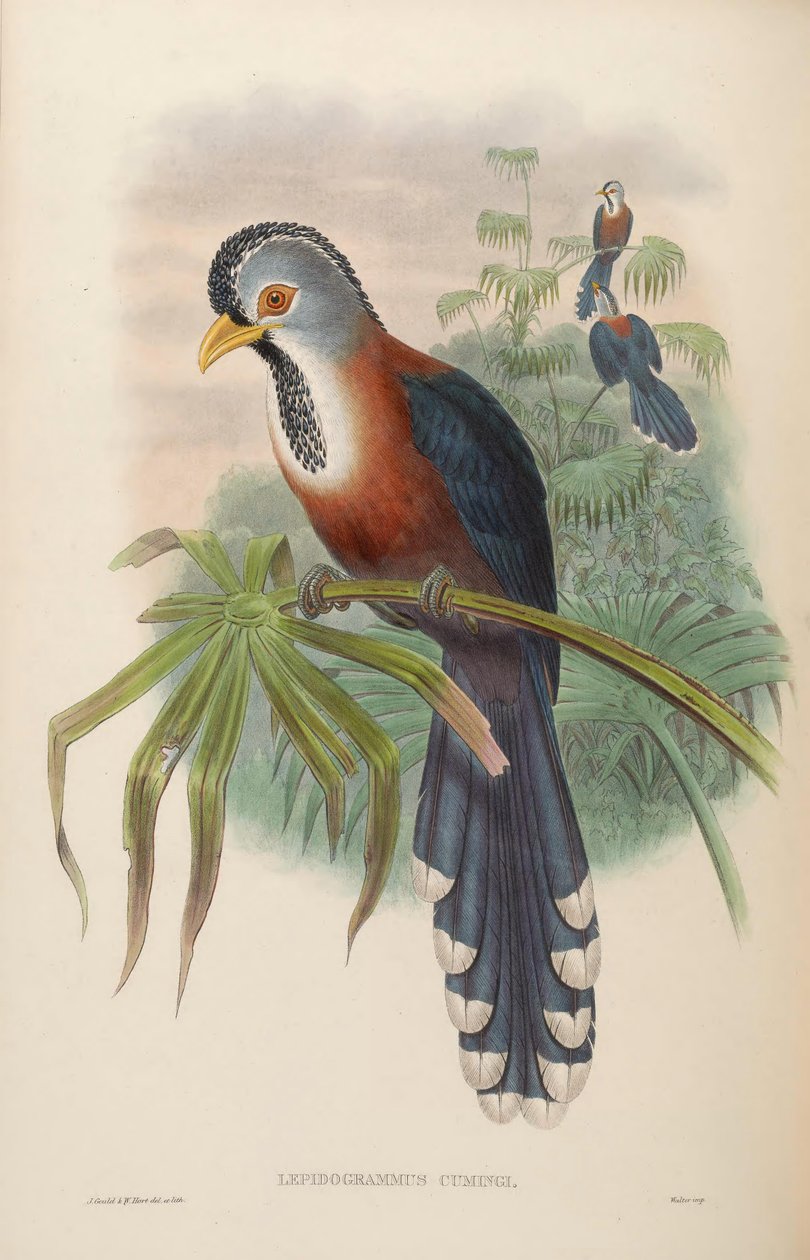 Lepidogrammus cumingi = Dasylophus cumingi od John Gould