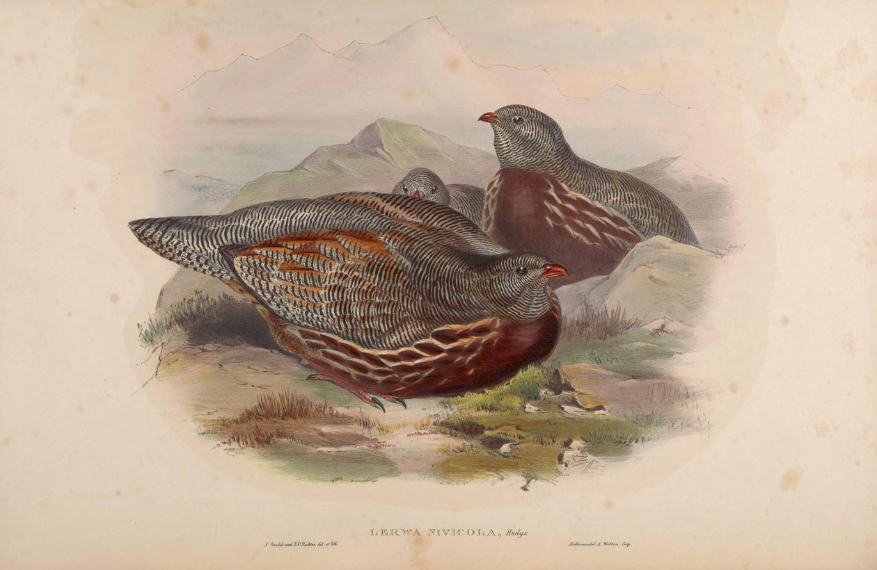 Lerwa nivicola = Lerwa lerwa od John Gould