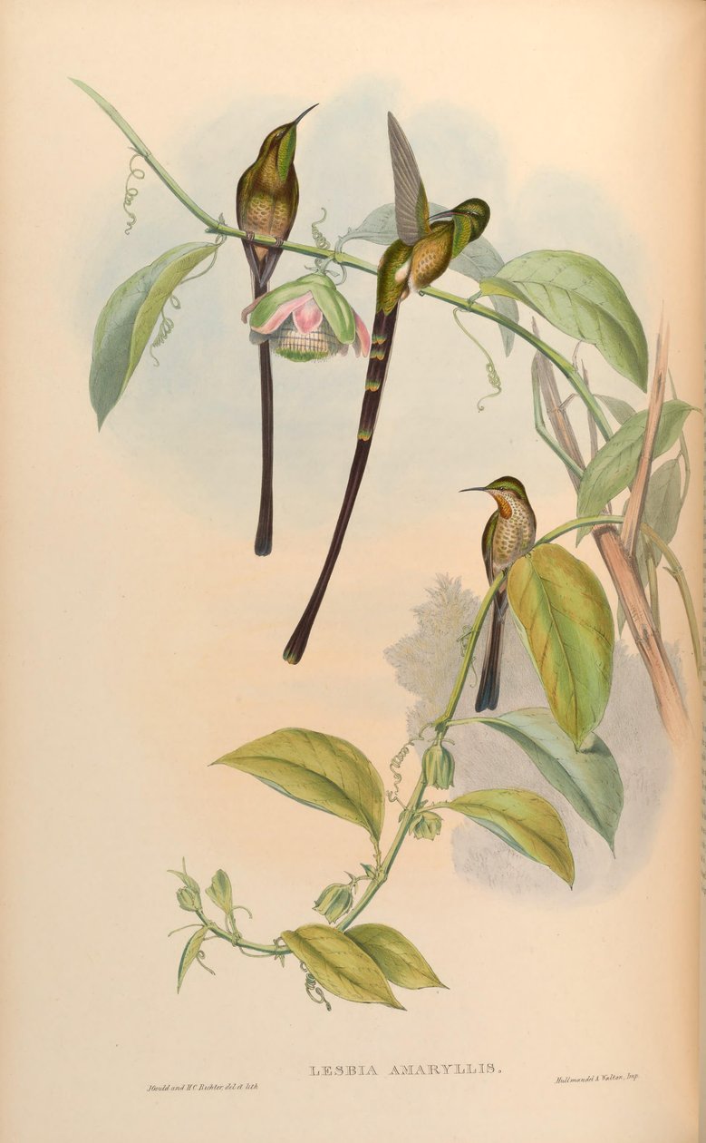 Lesbia amaryllis = Lesbia amaryllis od John Gould