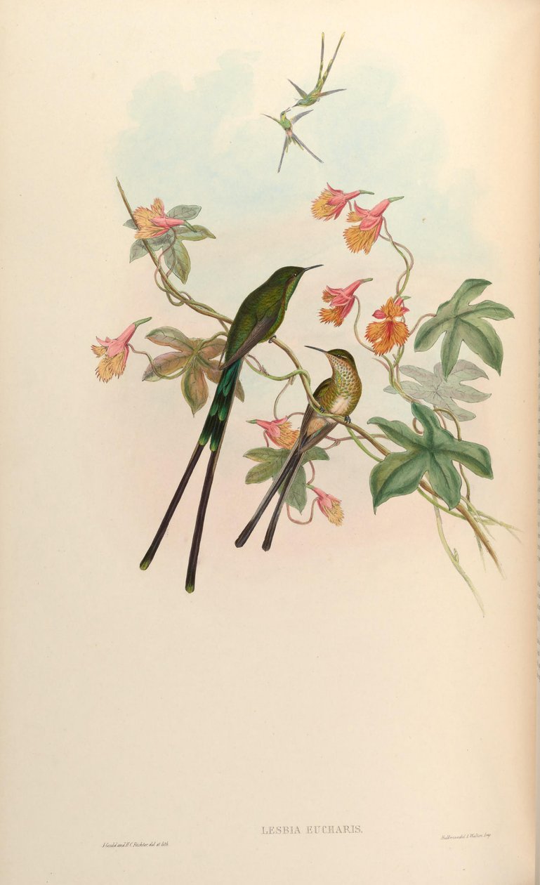 Lesbia eucharis = Lesbia victoriatoriae eucharis od John Gould