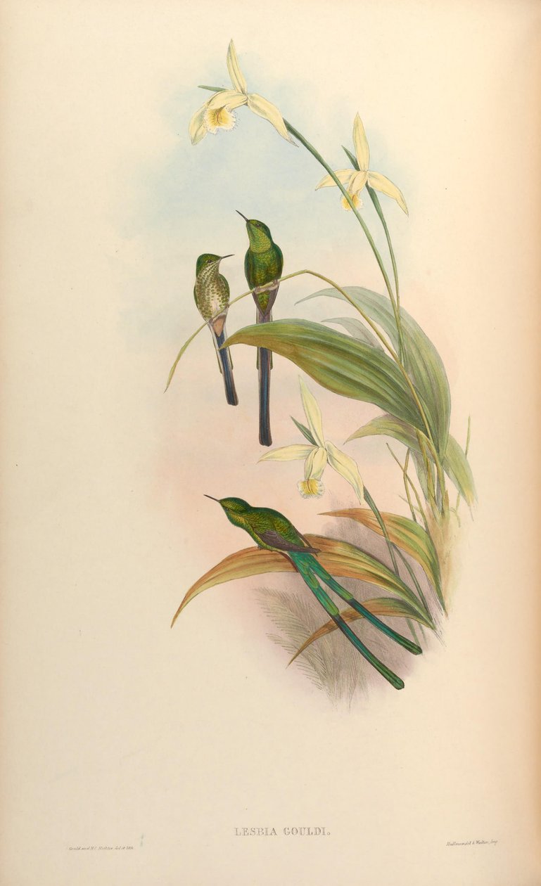 Lesbia gouldi = Lesbia nuna gouldii od John Gould