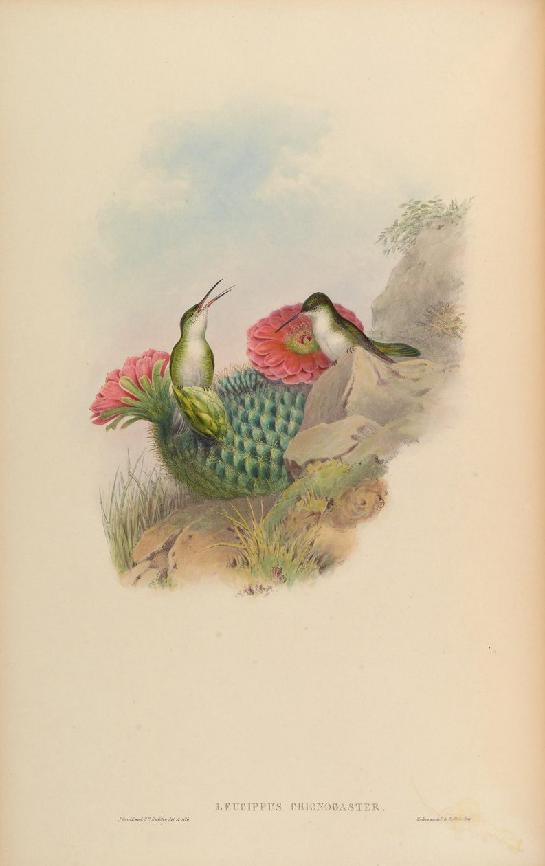 Leucippus chionogaster = Amazilia chionogaster od John Gould