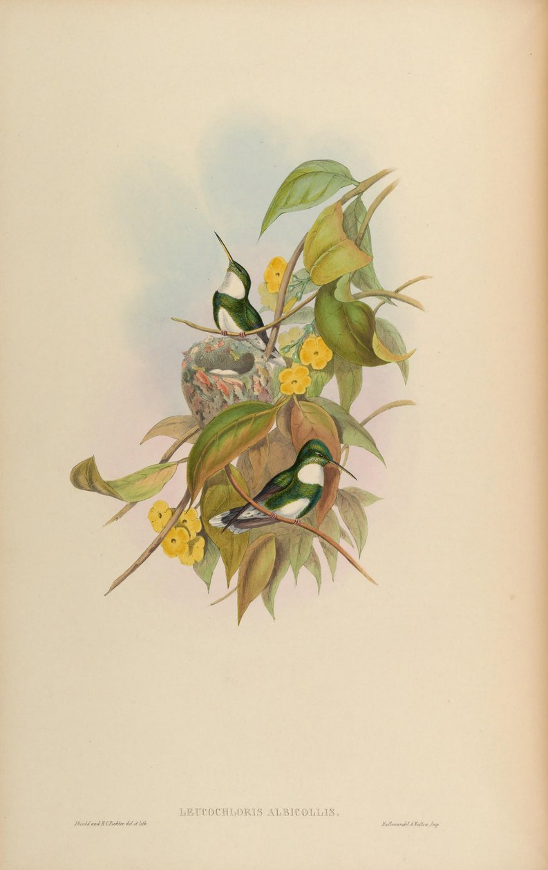 Leucochloris albicollis od John Gould