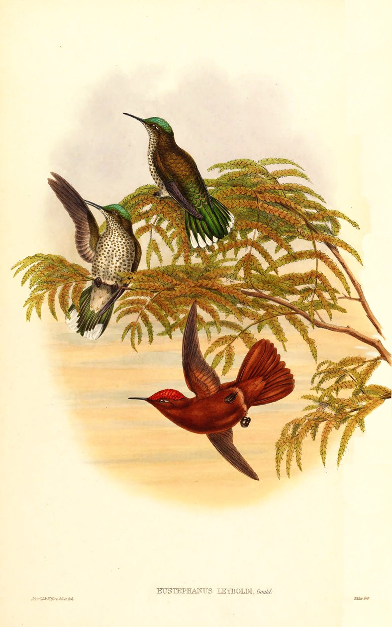 Leyboldova ohnivá koruna (Eustephanus Leyboldi), která je nyní synonymem Sephanoides fernandensis leyboldi od John Gould