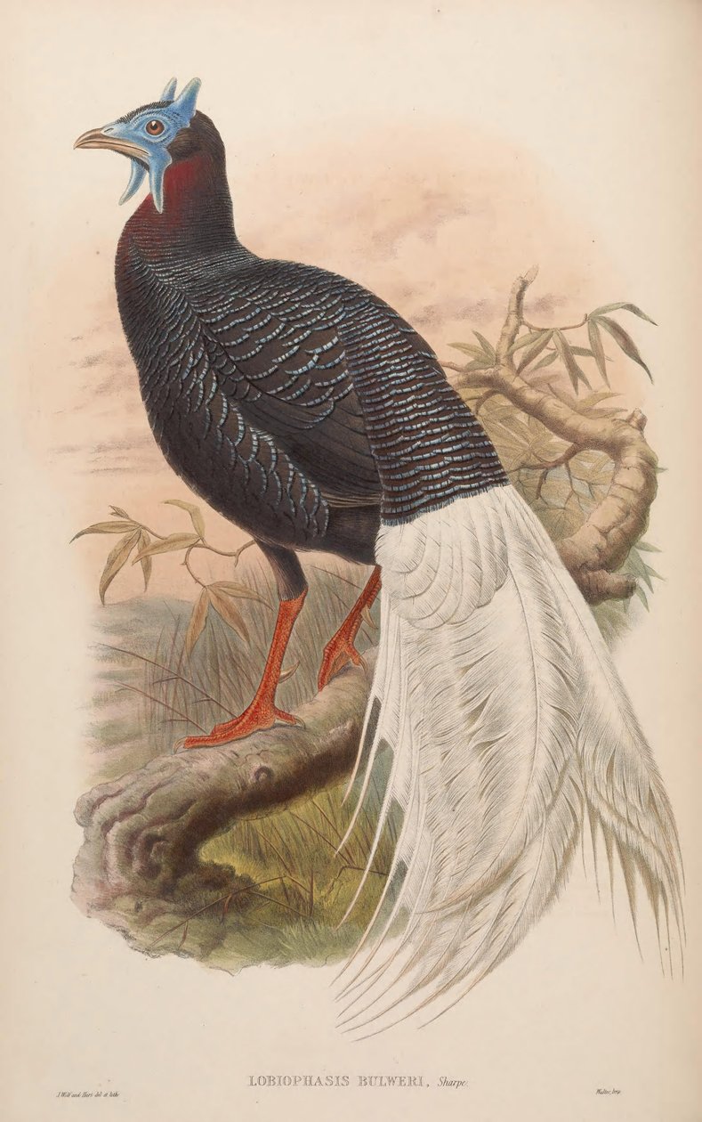 Lobiophasis bulweri = Lophura bulweri od John Gould