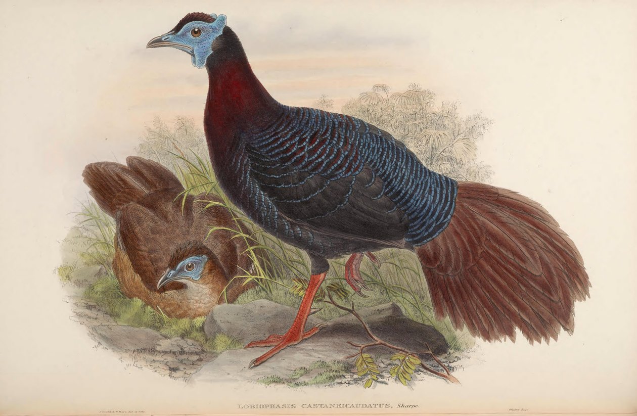 Lobiophasis castaneicaudatus = Lophura bulweri od John Gould