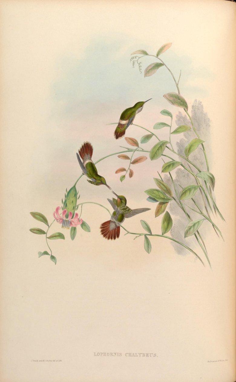 Lophornis chalybaeus od John Gould
