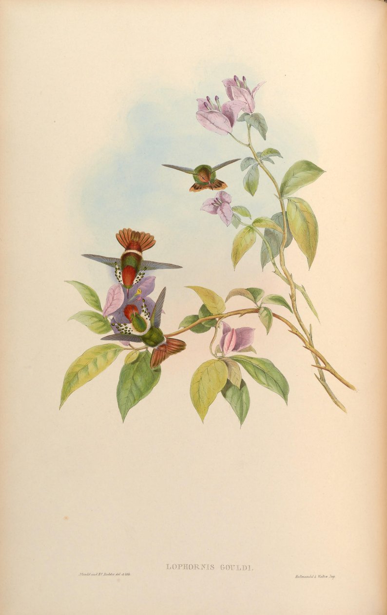 Lophornis gouldii od John Gould