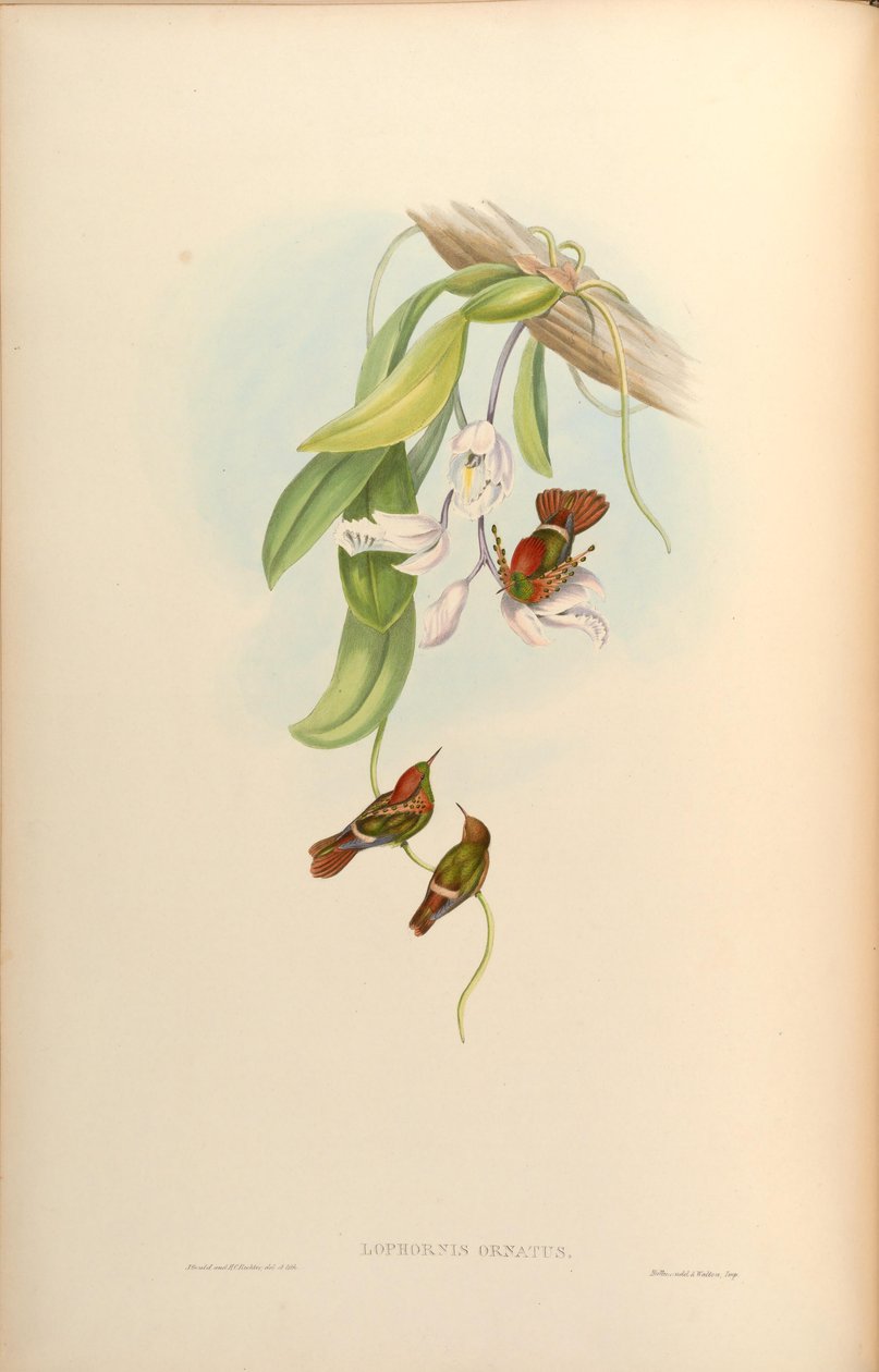 Lophornis ornatus od John Gould