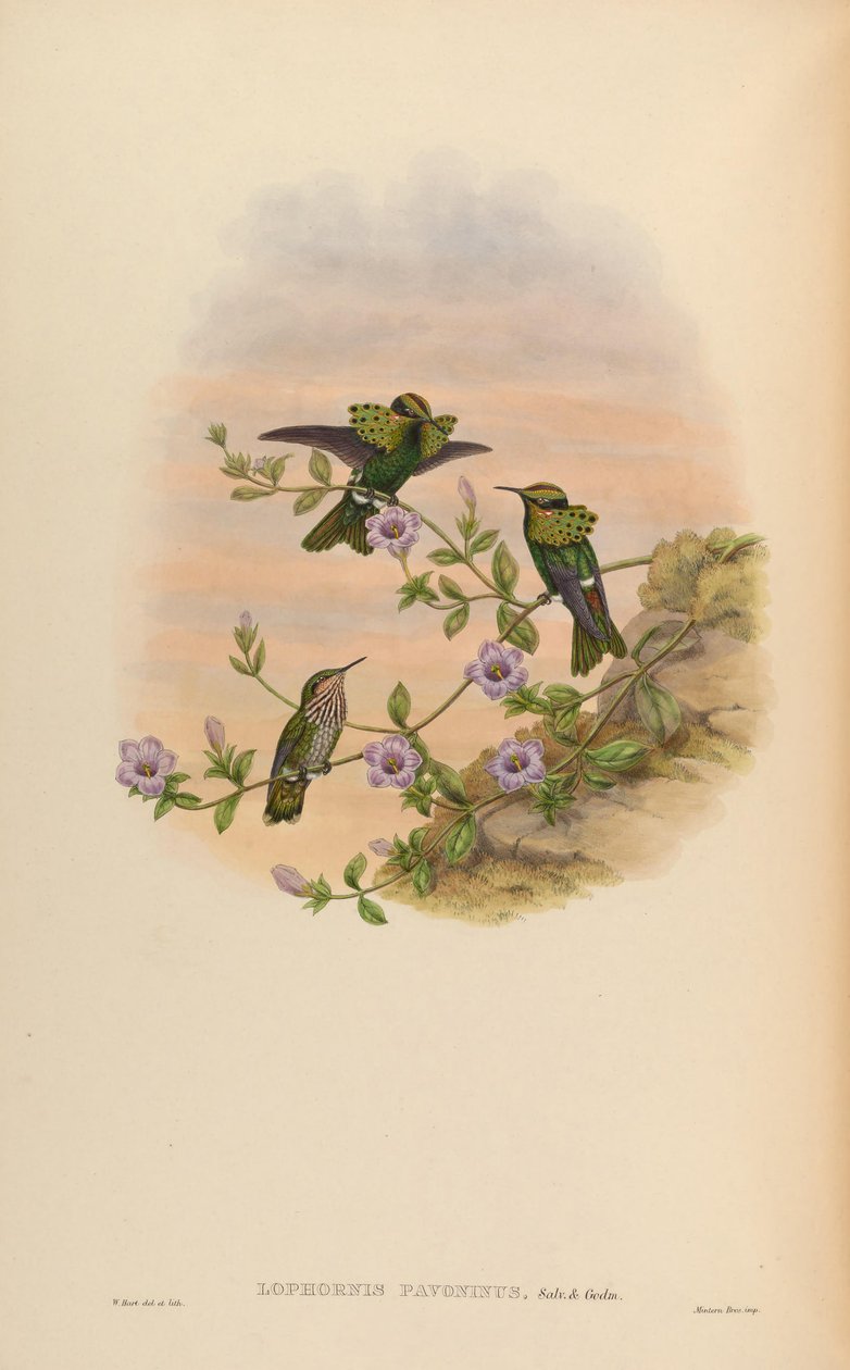 Lophornis pavoninus od John Gould