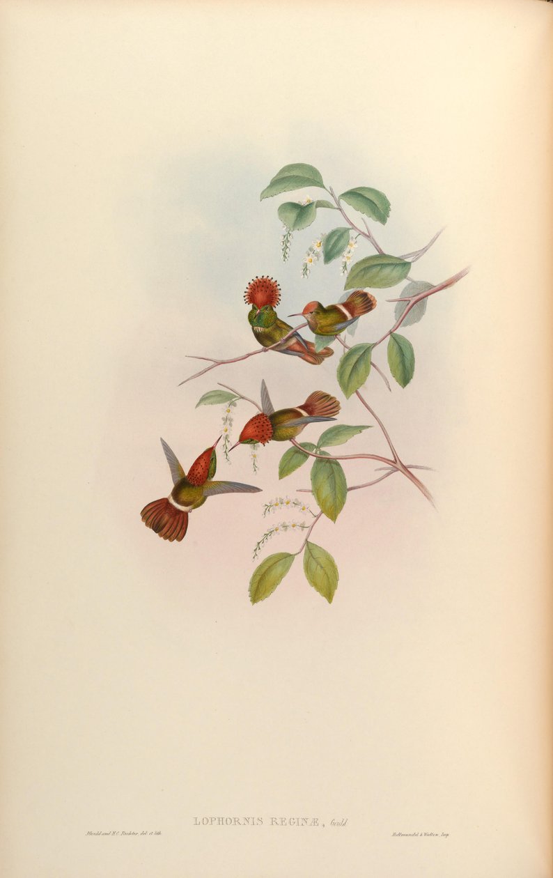 Lophornis queen = Lophornis stictolophus od John Gould