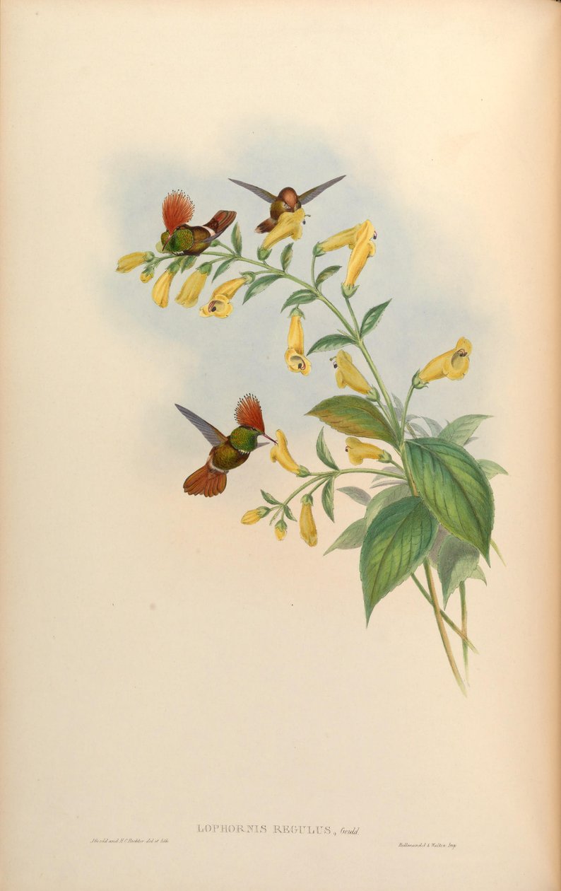 Lophornis regulus = Lophornis delattrei od John Gould