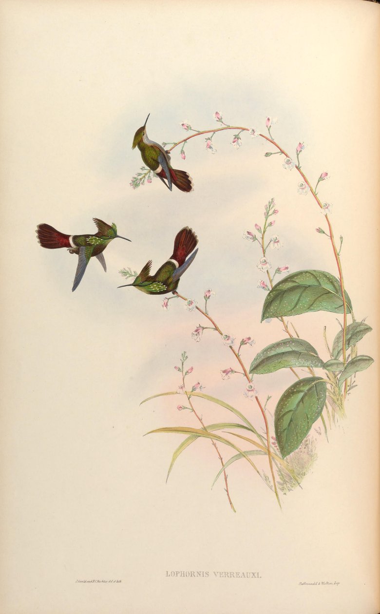 Lophornis verreauxi = Lophornis chalybaeus verrauxii od John Gould