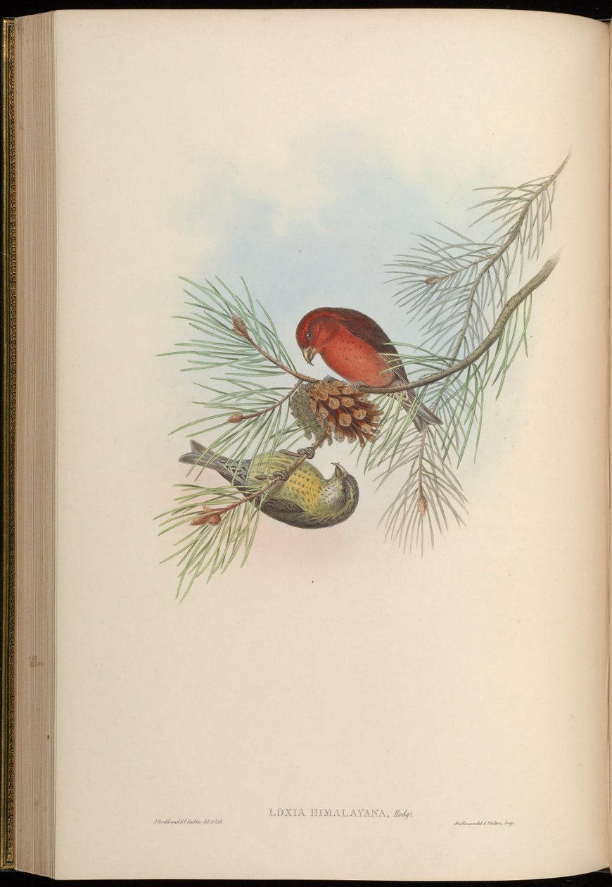 Loxia himalayensis = Loxia curvirostra himalayensis od John Gould