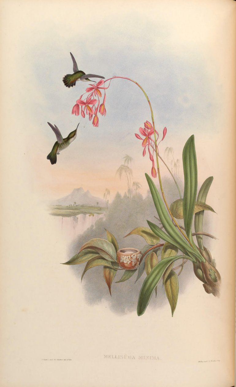 Mellisuga minima od John Gould