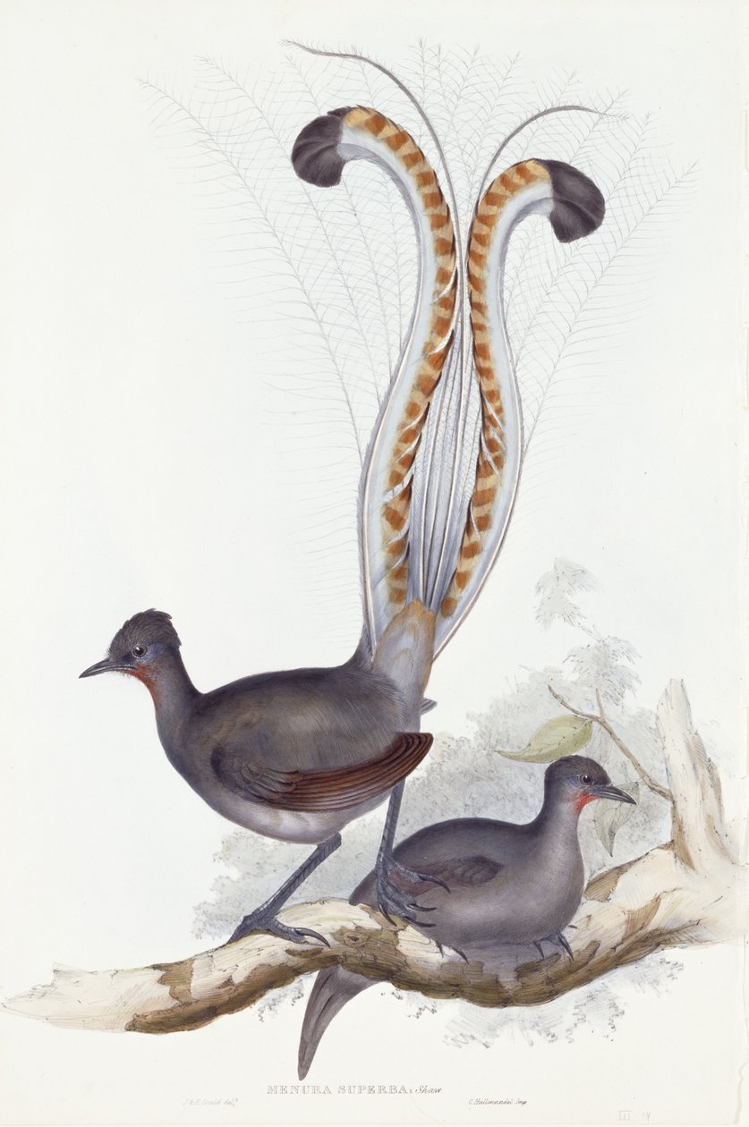 Menura Superba: Shaw. Pl. 14. Sv. III, 1837-1848 od John Gould
