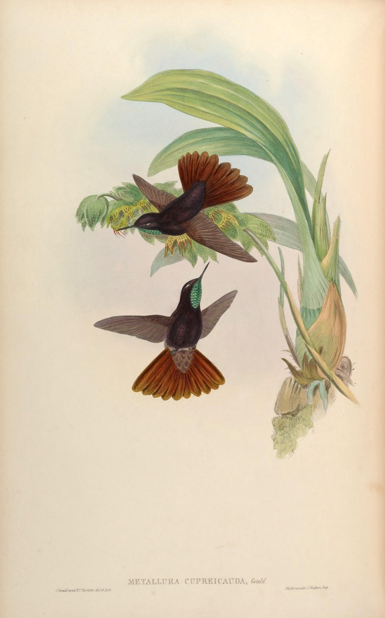 Metallura cupreicauda = Metallura Phoebe cupreicauda od John Gould