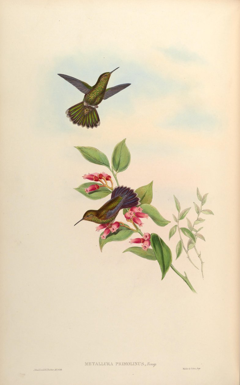 Metallura primolina = Metallura williami primolina od John Gould