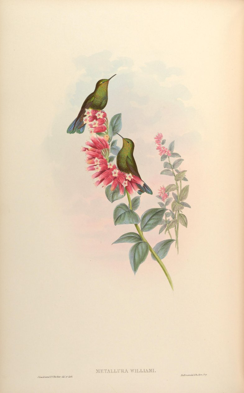 Metallura williami od John Gould