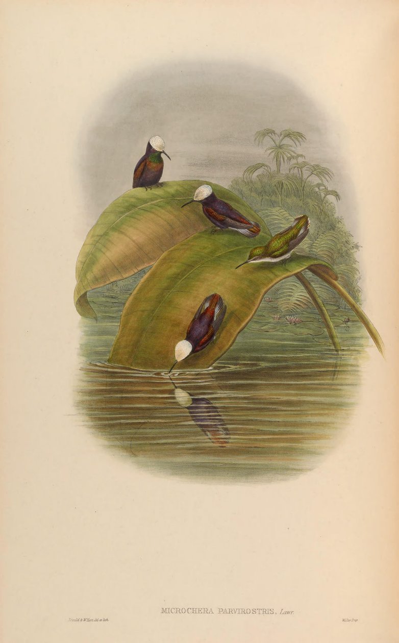 Microchera parvirostris = Microchera albocoronata parvirostris od John Gould