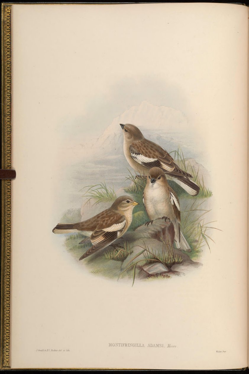Montifringilla adamsi od John Gould