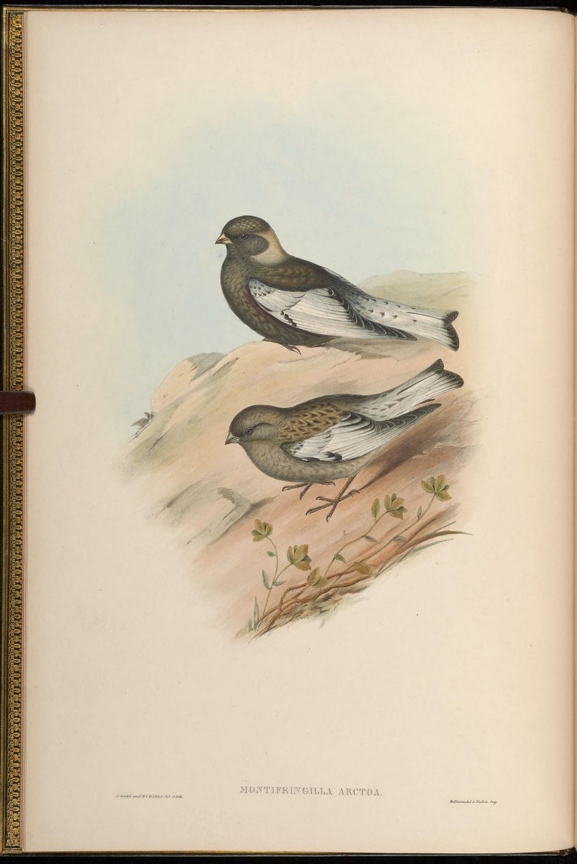 Montifringilla arctoa = Passer arctous = Leucosticte arctoa [2] od John Gould
