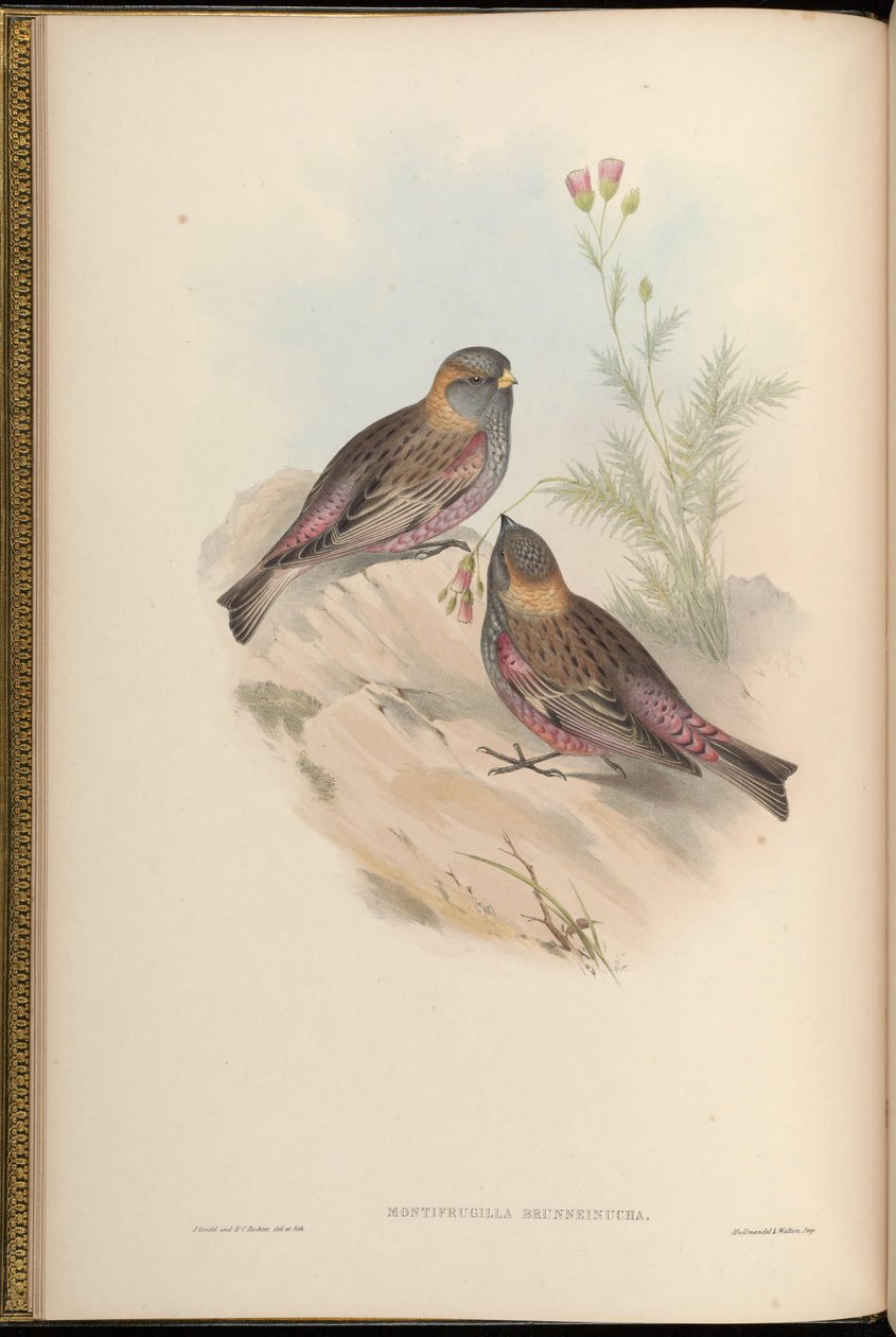 Montifringilla brunneinucha = Leucosticte brunneinucha = Leucosticte arctoa brunneinucha [2] od John Gould
