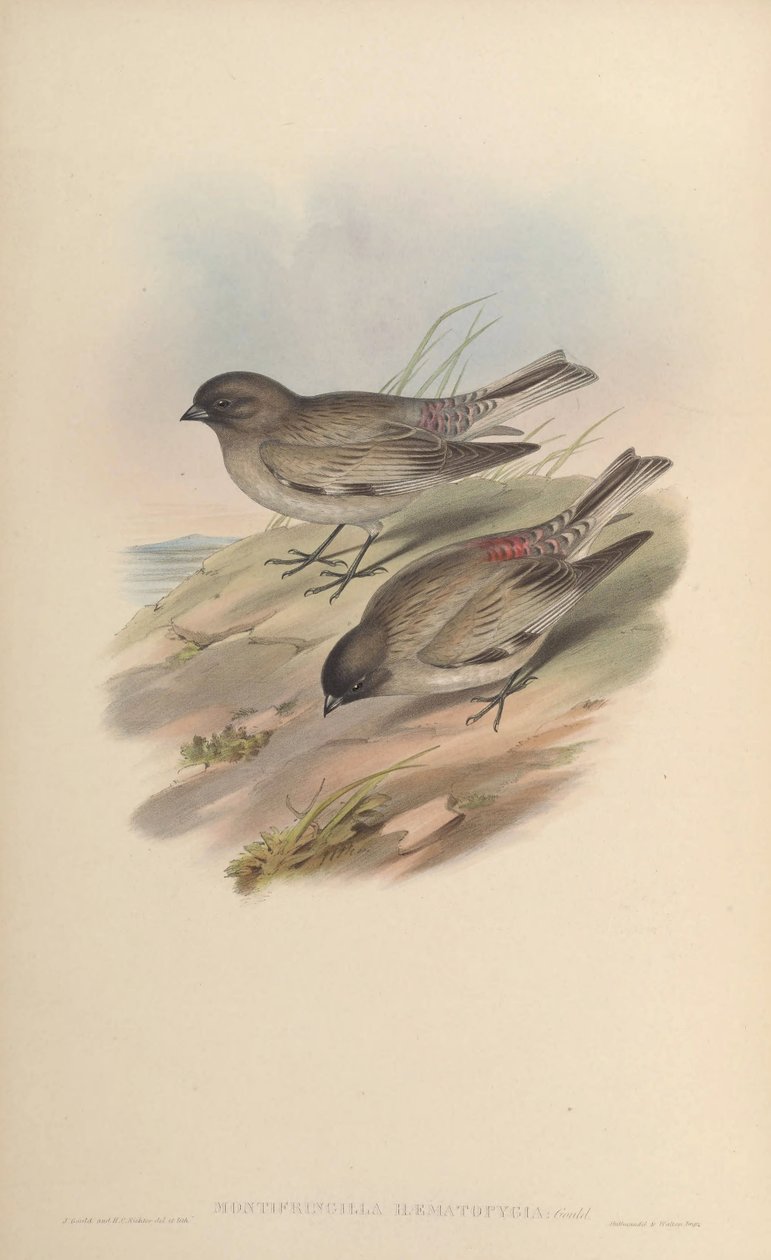 Montifringilla haematopygia = Leucosticte brandti haematopygia od John Gould