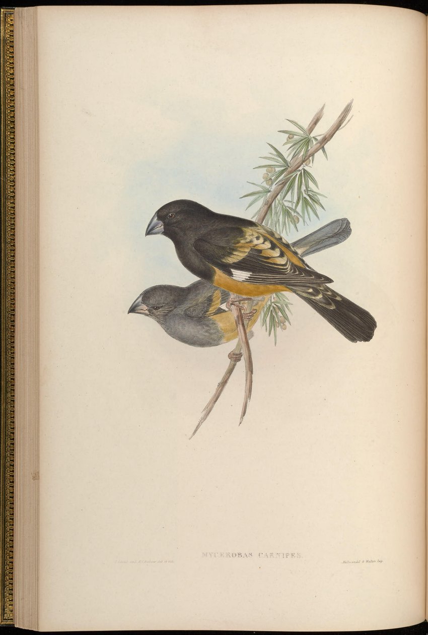 Mycerobas carnipes od John Gould