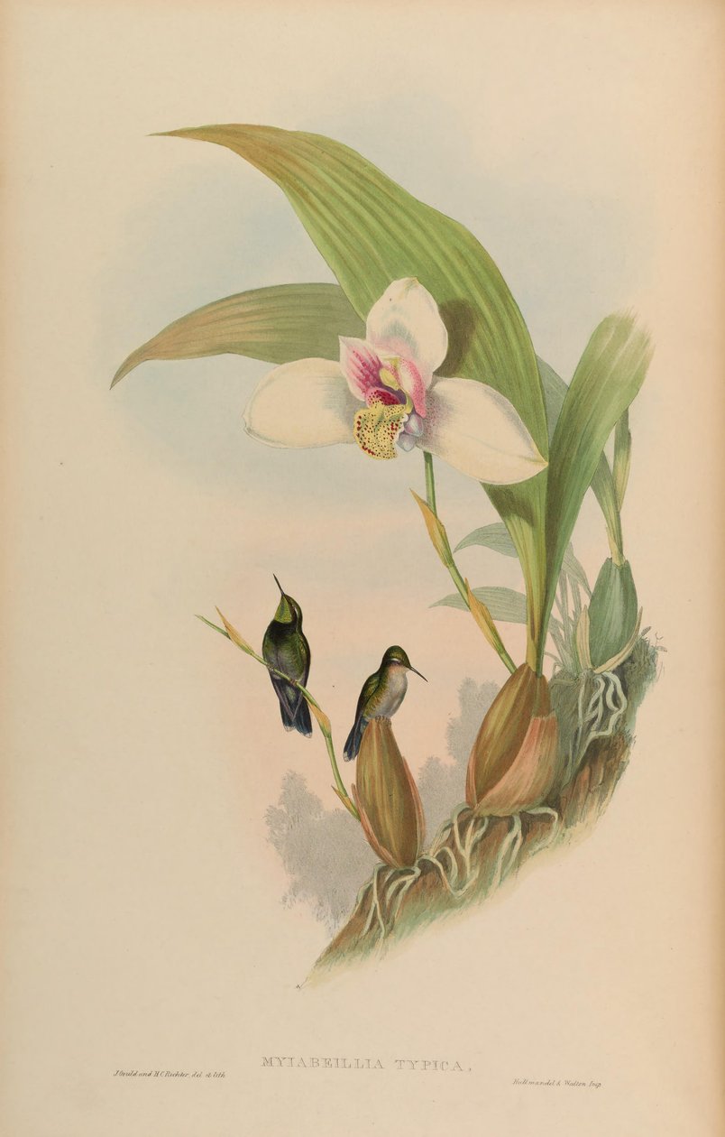 Myiabeilla typica = Abeillia abeillei od John Gould