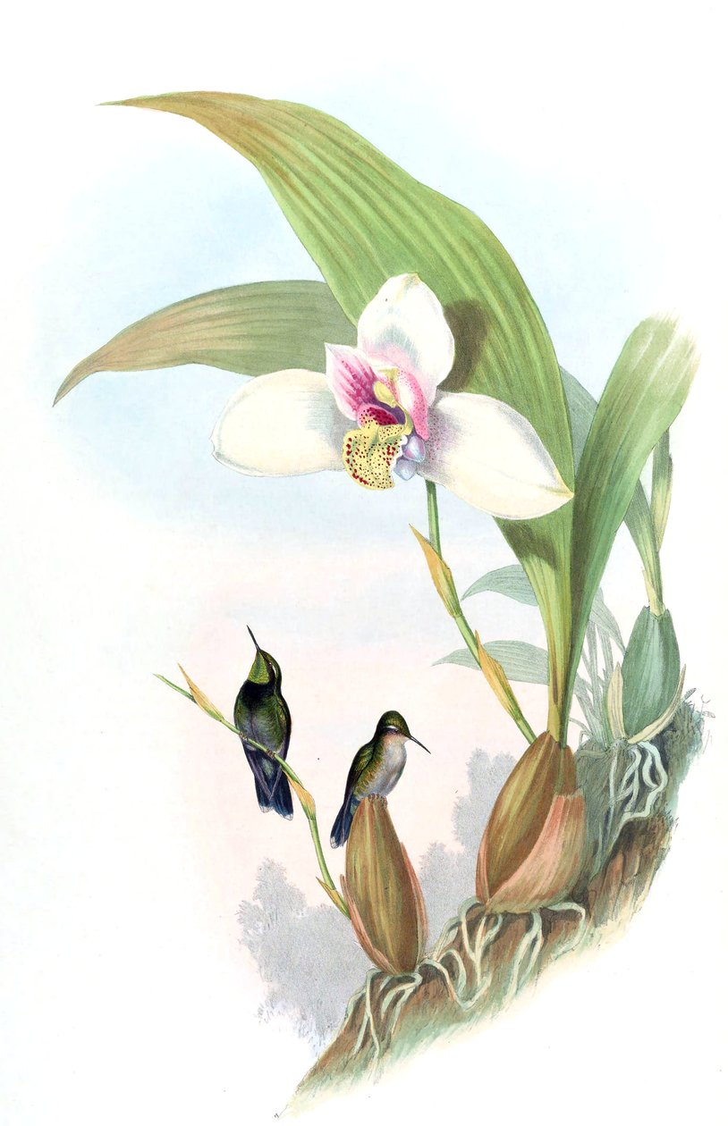 Myiabeilla typica = Abeillia abeillei od John Gould