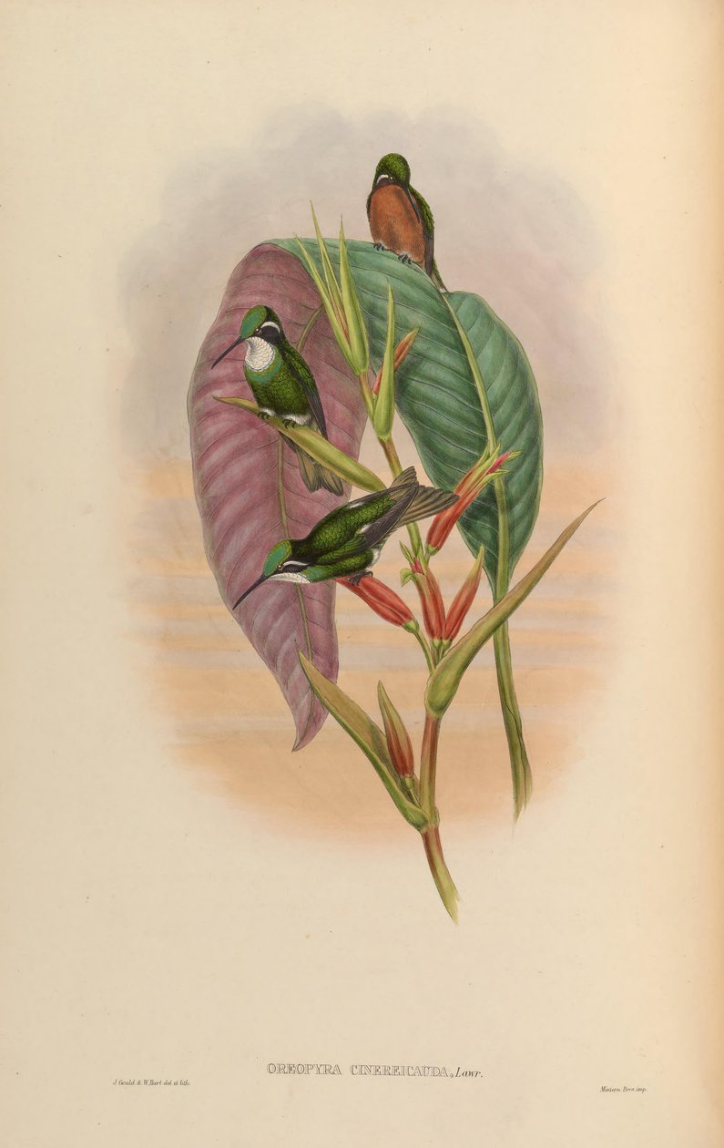 Oreopyra cinereicauda = Lampornis cinereicauda od John Gould