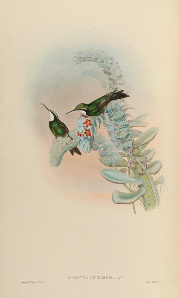 Oreopyra leucaspis = Lampornis castaneoventris od John Gould