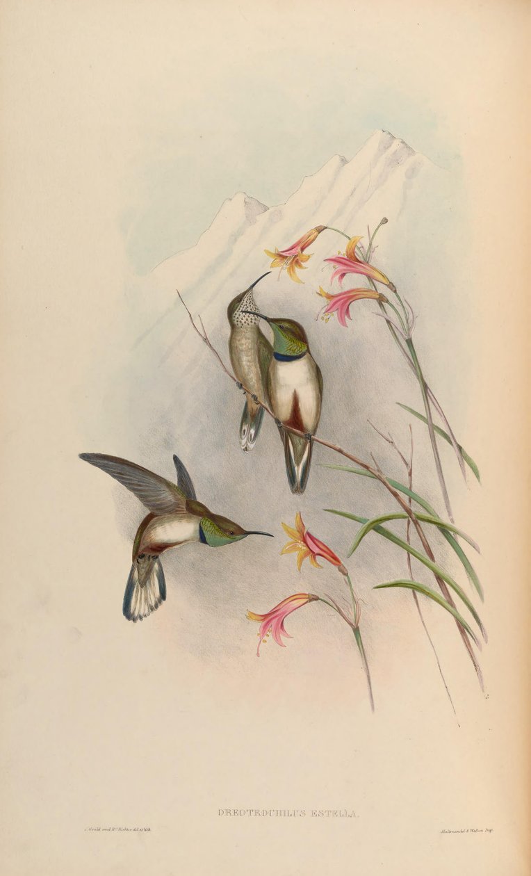 Oreotrochilus estella od John Gould