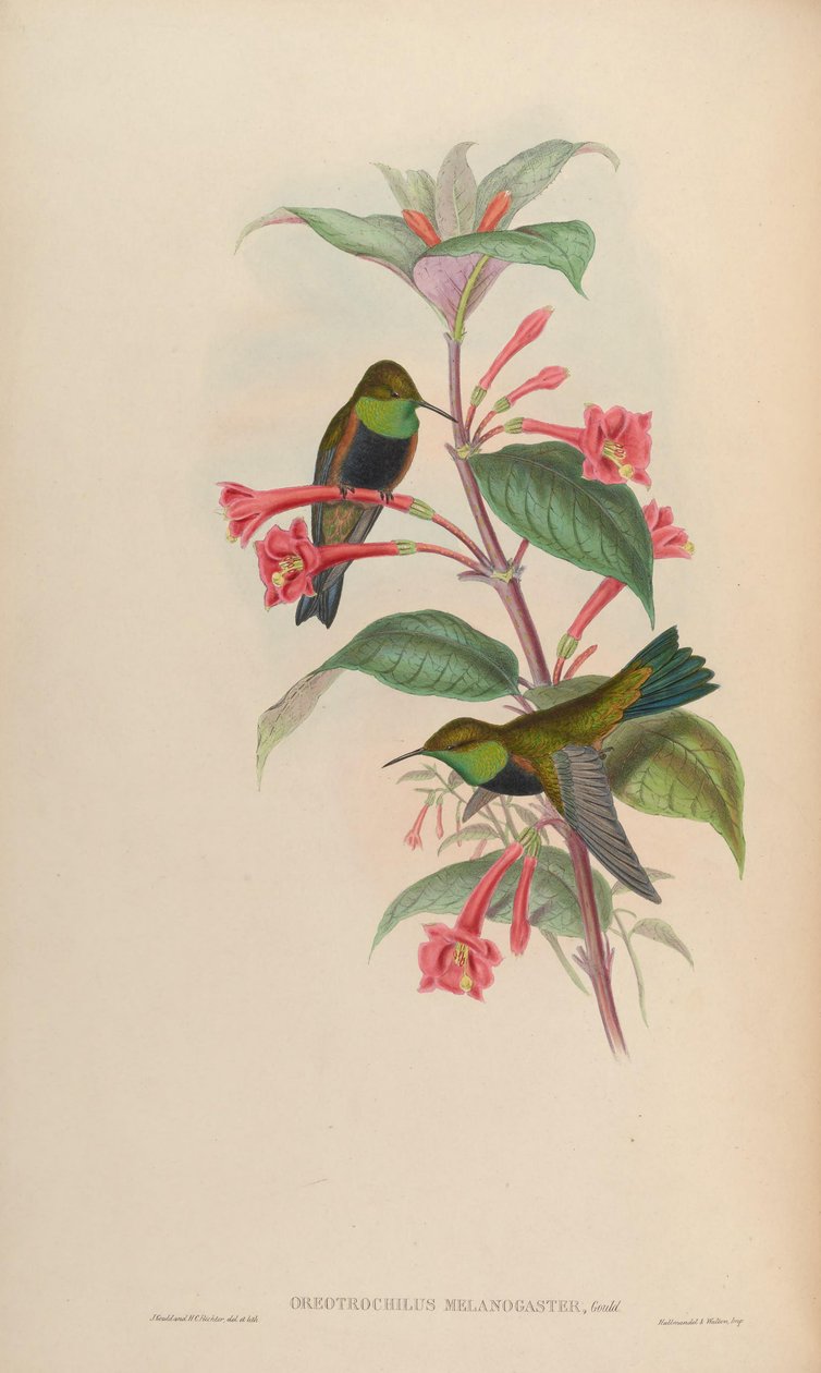 Oreotrochilus melanogaster od John Gould