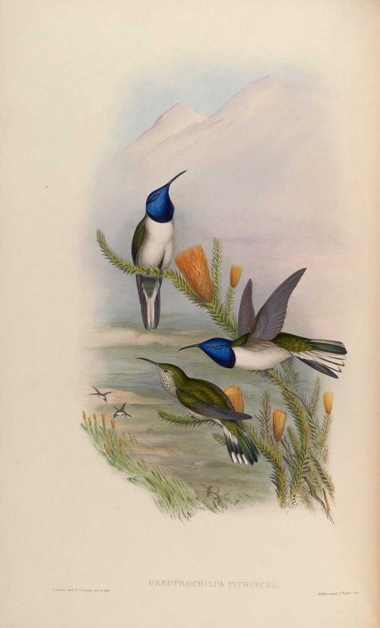 Oreotrochilus pichina = Oreotrochilus chimborazo jamesonii od John Gould
