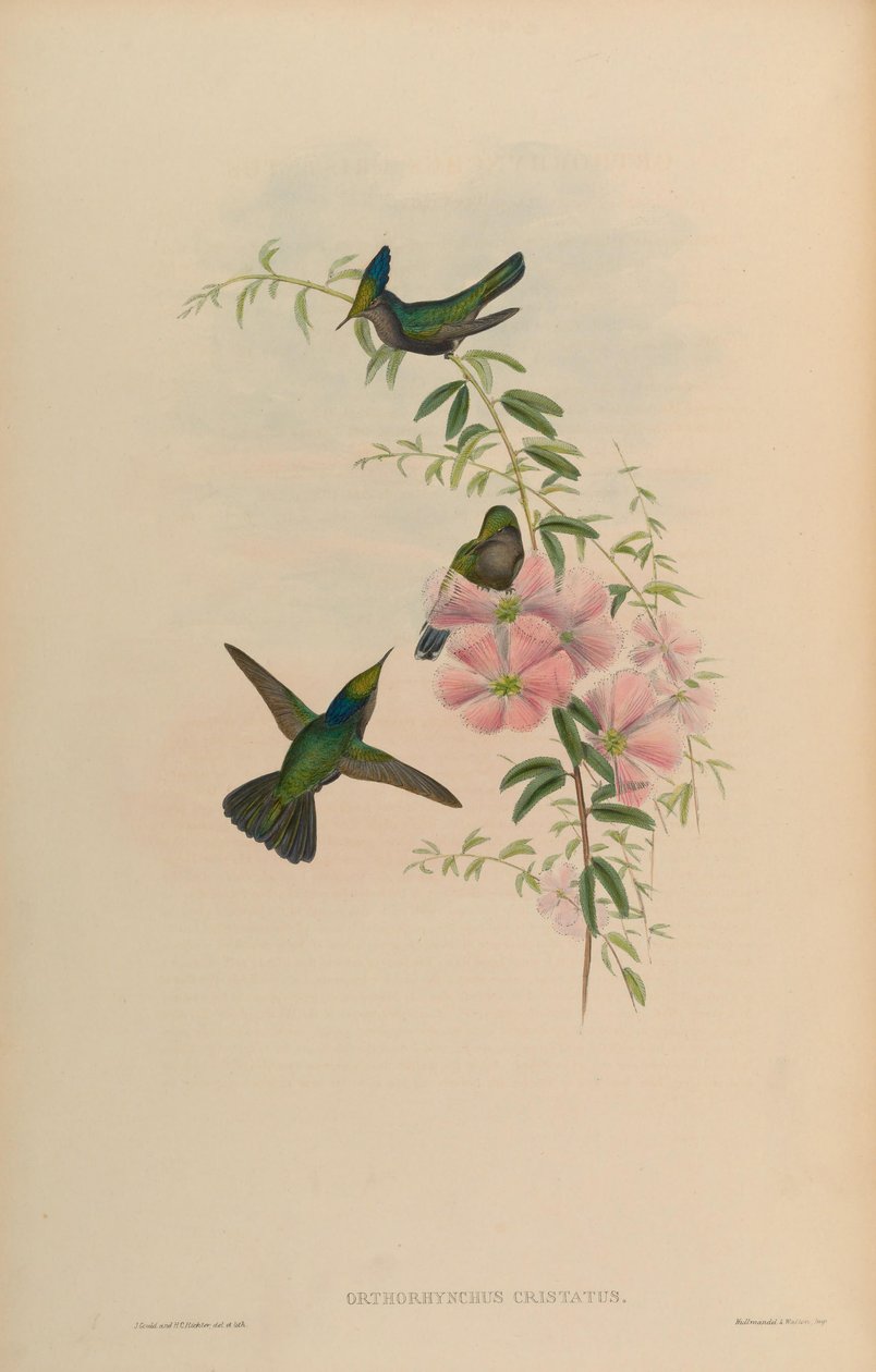 Orthorhynchus cristatus od John Gould