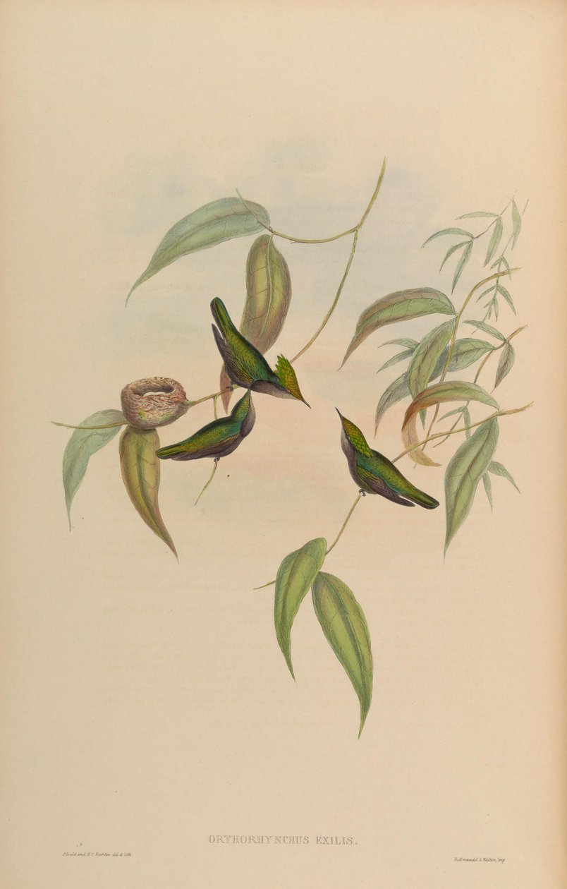 Orthorhynchus exilis = Orthorhynchus cristatus exilis od John Gould
