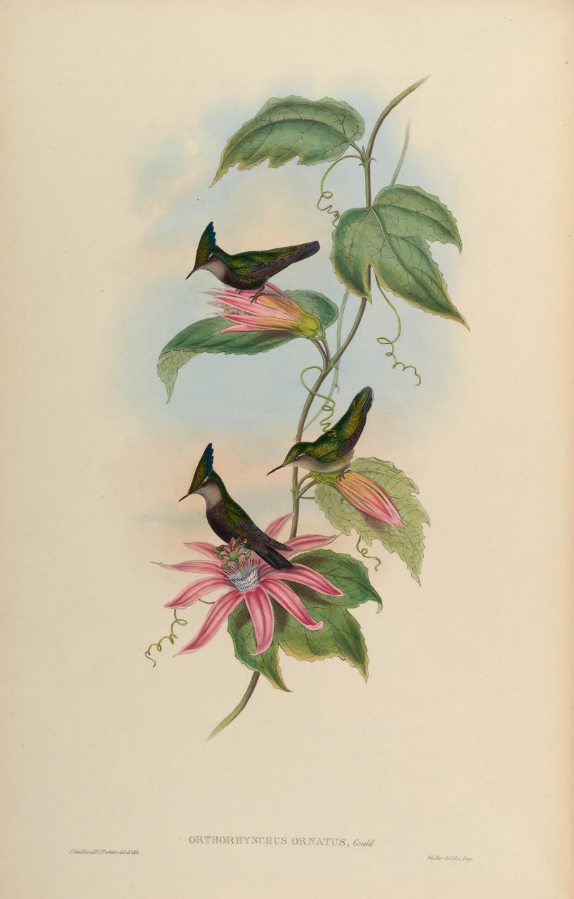 Orthorhynchus ortus = Orthorhynchus cristatus od John Gould