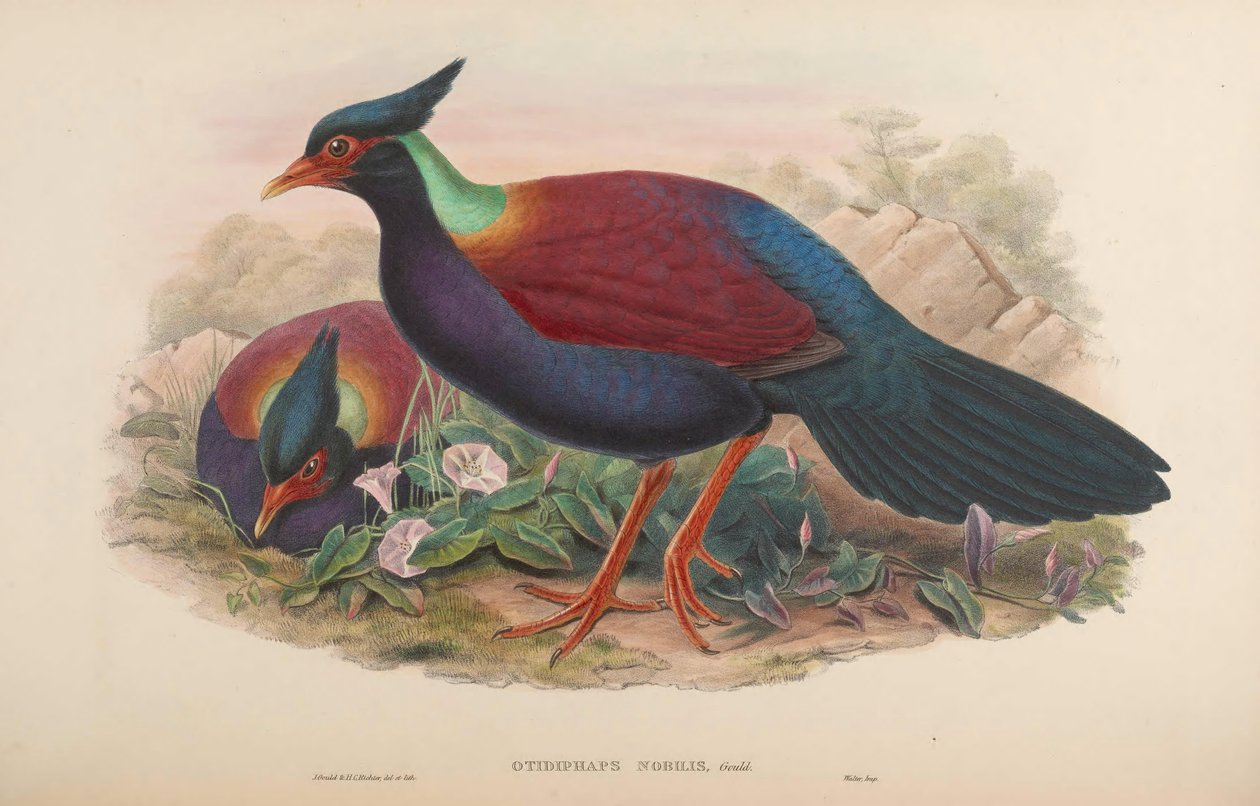 Otidiphus od John Gould