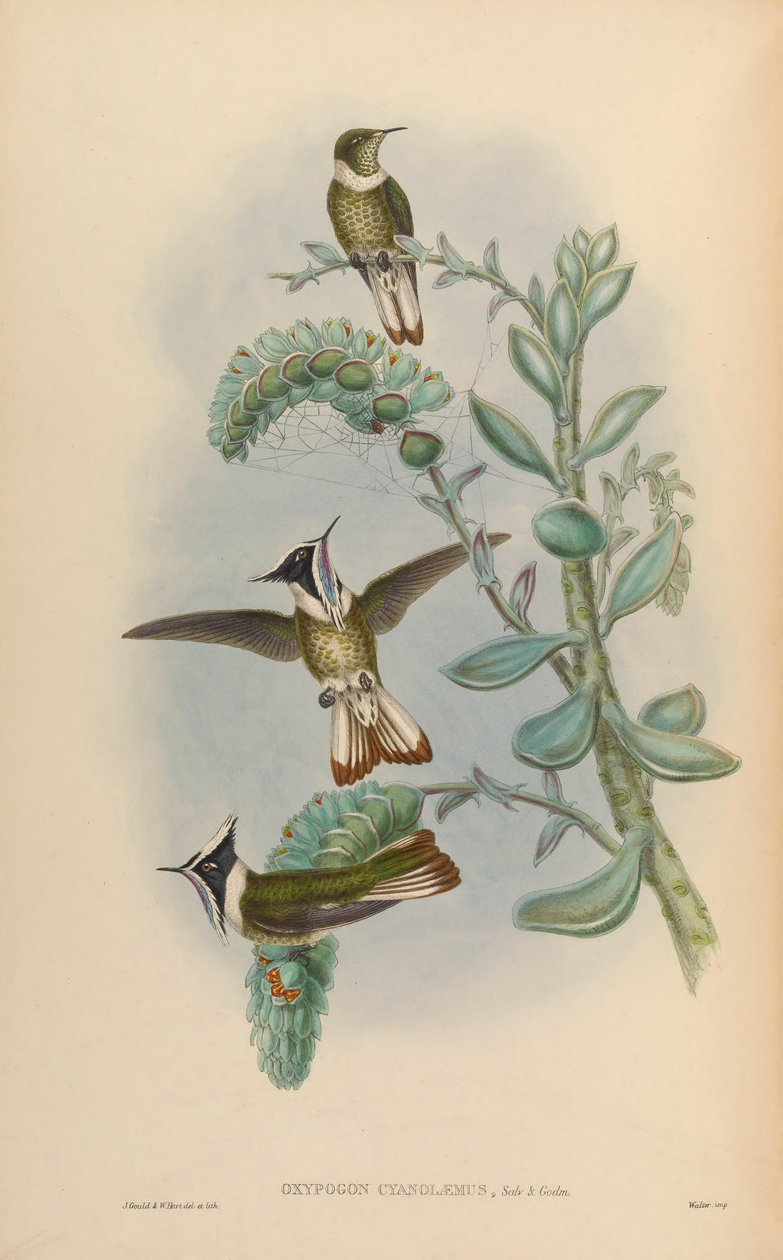 Oxypogon cyanolaemus = Oxypogon guerinii cyanolaemus od John Gould
